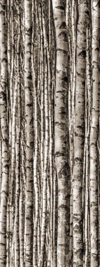 BIRCH DEKOR SZKLANY 4-ELEMENTOWY 89,8X239,8