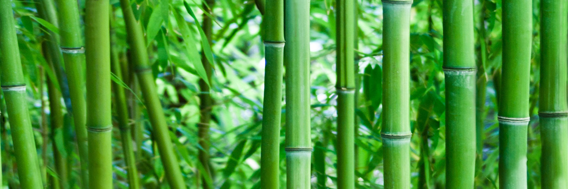 BAMBOO GLASS INSERTO 50X75